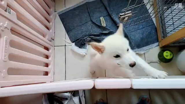 【2021-06-29 16点场】骆歆冲冲冲：骆歆：嗷呜