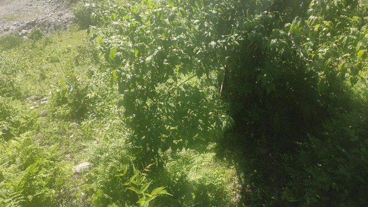 甘肃临夏县多支巴沟美丽风景