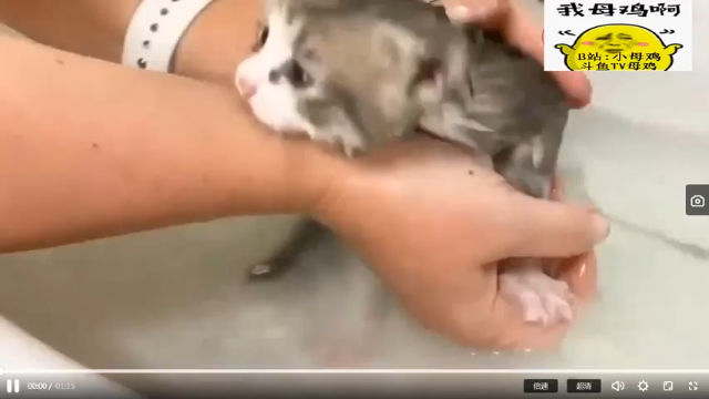 小猫