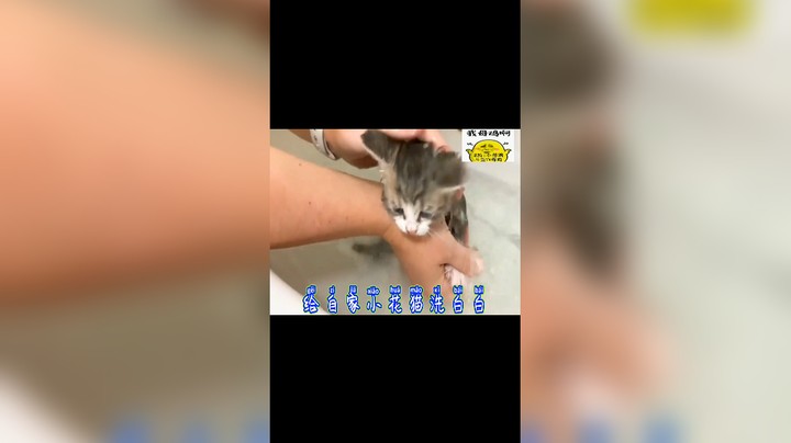 给自家小花猫洗白白！