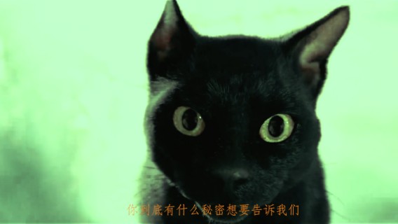 妖猫传：一路寻找杨贵妃的死因