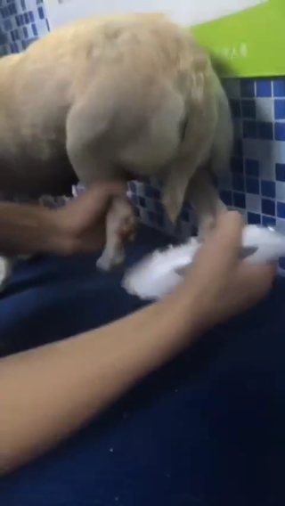 不养狗不知道狗的好