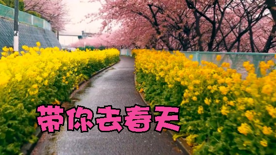 声音好听 樱花道 美翻了 放松解压 下雨声催M曲 深度睡M大自然治愈