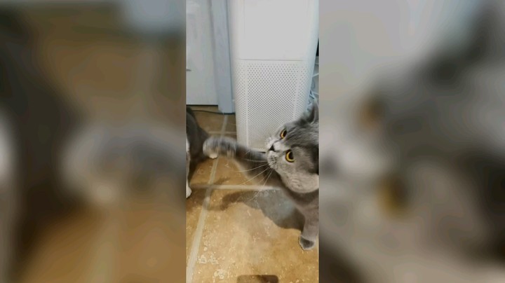 日常逗猫