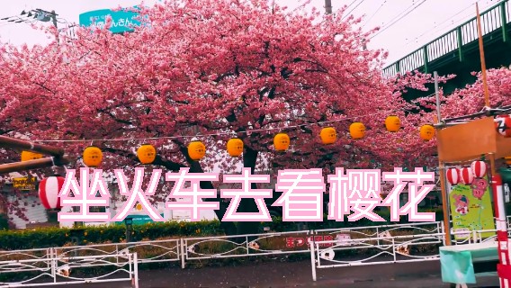 樱花道 美翻了 放松解压 下雨声催M曲 深度睡M大自然治愈