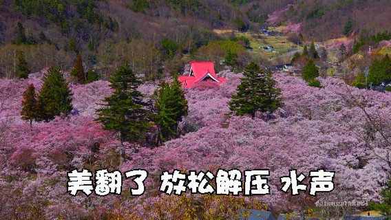 信州花海 美翻了 放松解压 下雨声催M曲 深度睡M大自然治愈