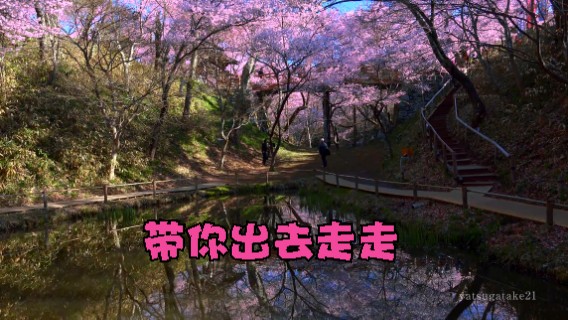 信州城址的花海 美翻了 放松解压 下雨声催M曲 深度睡M大自然治愈