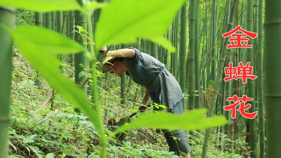 隐藏在竹林里的珍宝，一半金蝉一半花，在古代是种贡品，你见过吗