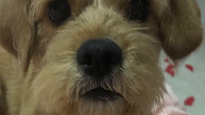 直播回看