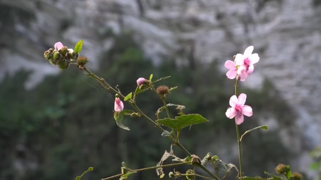 第三季更新高清E110锻造和杂务【(1)真人我的世界-空手发展-单人炼铁】