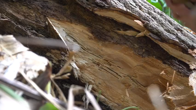 第三季更新高清E115升级锤子科技【(7)真人我的世界-空手发展-单人炼铁】