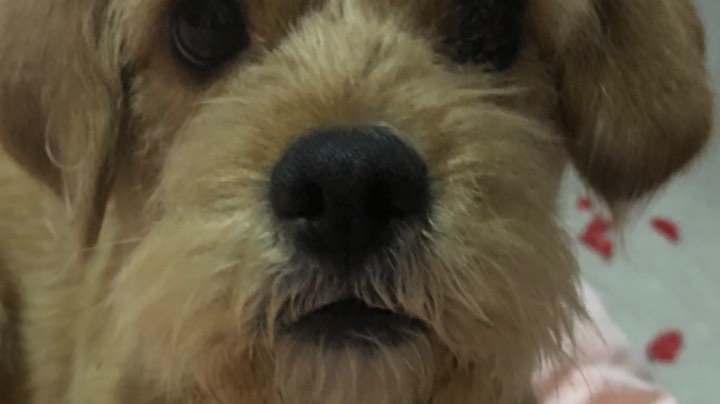 直播回放