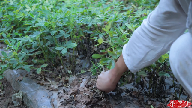 【美食】李子柒liziqi的精彩时刻 20210707 19点场