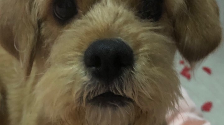 直播回看