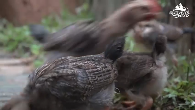 开始养殖了(10)在户外制作小鸡的房子，拜托小手点关注，投币，三连哦