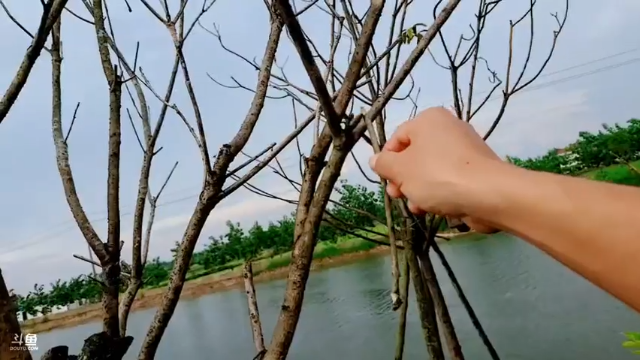 【2021-07-08 16点场】洪湖小肖：12点左右开播