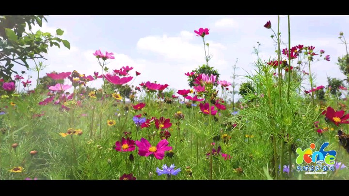 【水城花乡·新河】再添全新打卡地！以盛放灿烂的美丽， 赠您绵长热烈的欢喜！