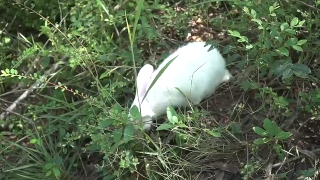 麻麻，我可以养小兔兔吗(1)猛男必看，拜托小手点关注，投币，三连哦