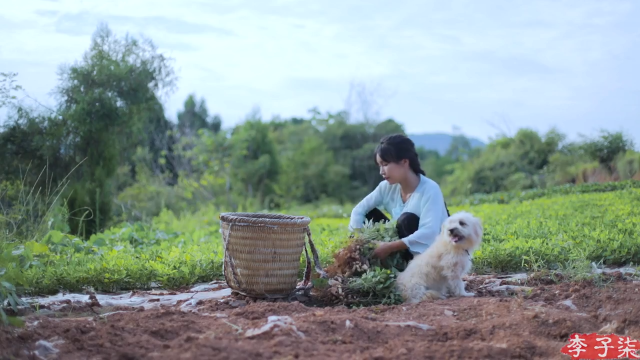 【美食】李子柒liziqi的精彩时刻 20210709 08点场
