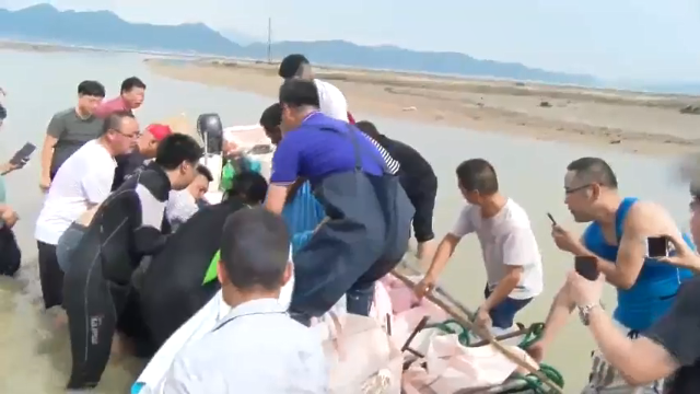 【2021-07-09 15点场】浙江日报直播室：两条海豚在宁海海滩搁浅 救援正在进行