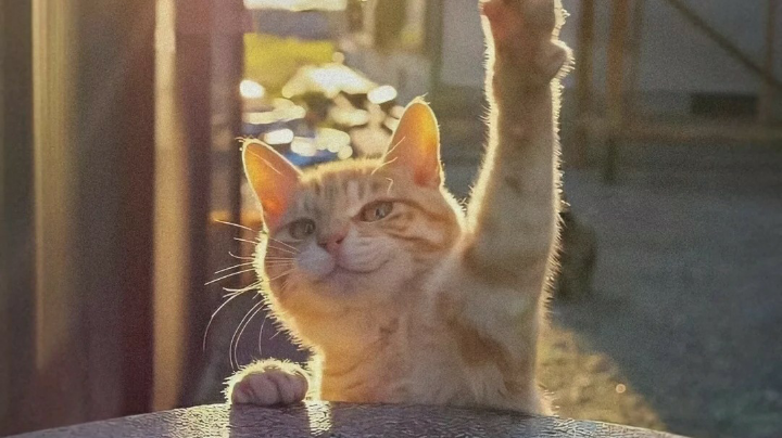 队友带躺就是爽