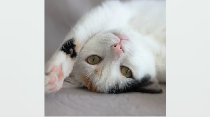 明世隐最后完美下播