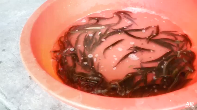 【2021-07-12 09点场】魅力生活i：早上8点收地笼