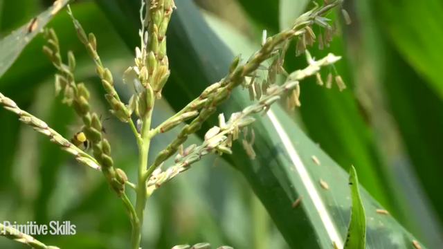 三季更新高清E122门前必须有泳池14真人我的世界-空手发展-单人炼铁