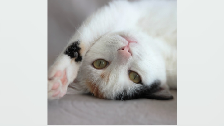 明世隐最后完美下播