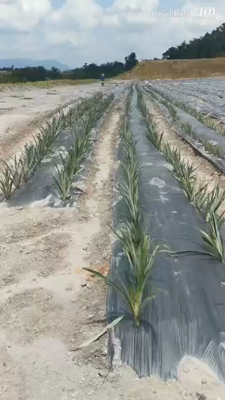 7清理+种植