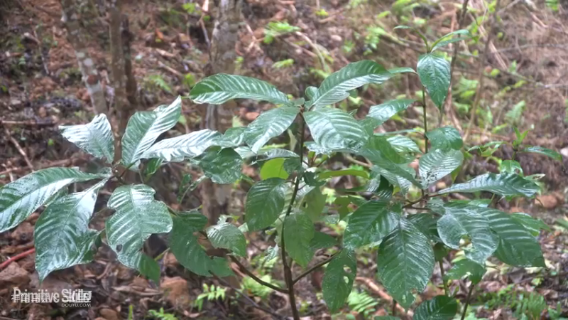 E65土提石墙及耕种8【真人我的世界-空手发展-单人炼铁】