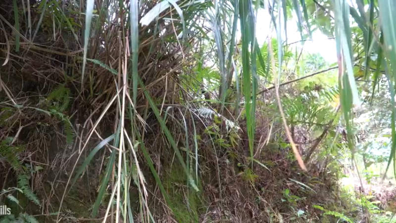 E68务农二季的稻子2【真人我的世界-空手发展-单人炼铁】