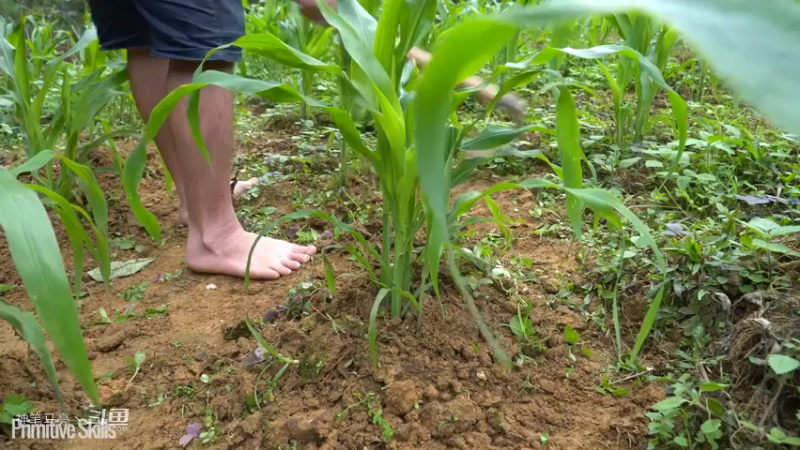 E67锻造锄头种植玉米13【真人我的世界-空手发展-单人炼铁】