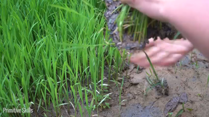 E68务农二季的稻子9【真人我的世界-空手发展-单人炼铁】