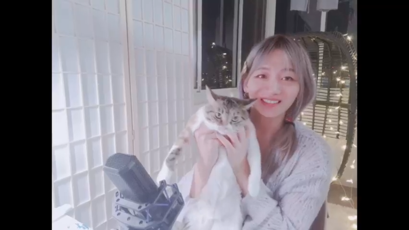 我的蠢猫猫