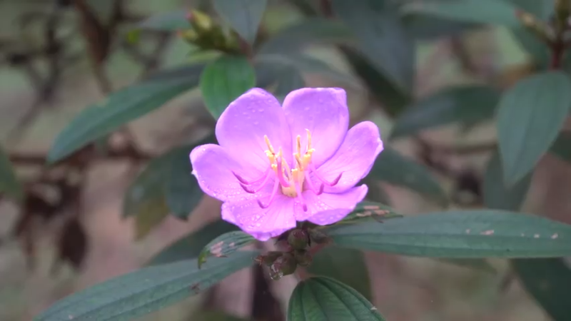 E69制作木匠工具1【真人我的世界-空手发展-单人炼铁】