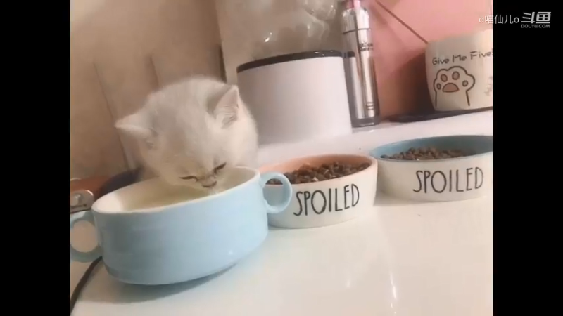 喵崽子自己会喝奶了~