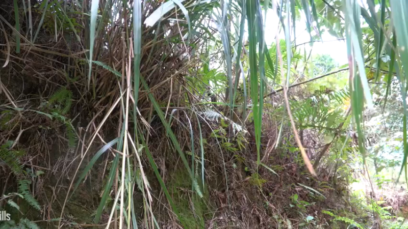 E68务农二季的稻子3【真人我的世界-空手发展-单人炼铁】