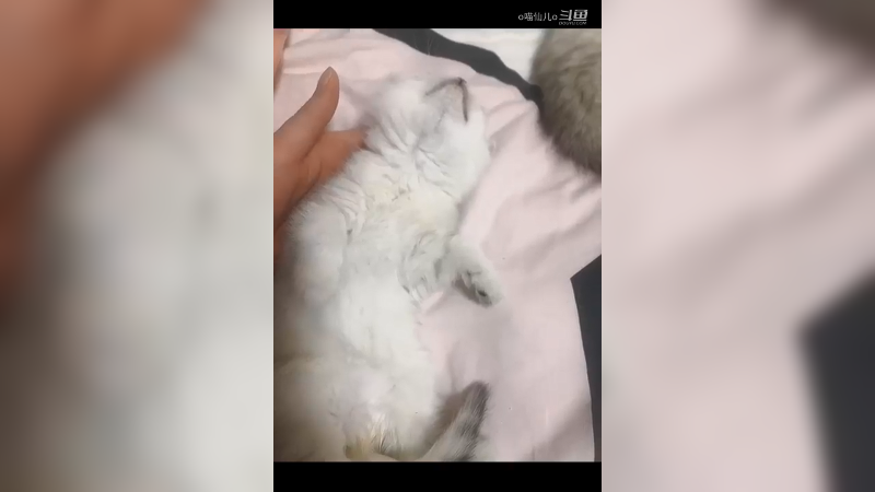 鉴定完毕，是只假猫