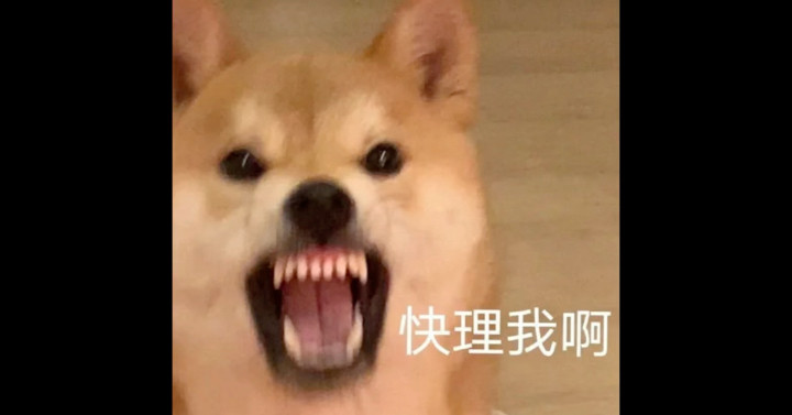 (⃔* &#39;ㅅ&#39;*)⃕瞅你咋的