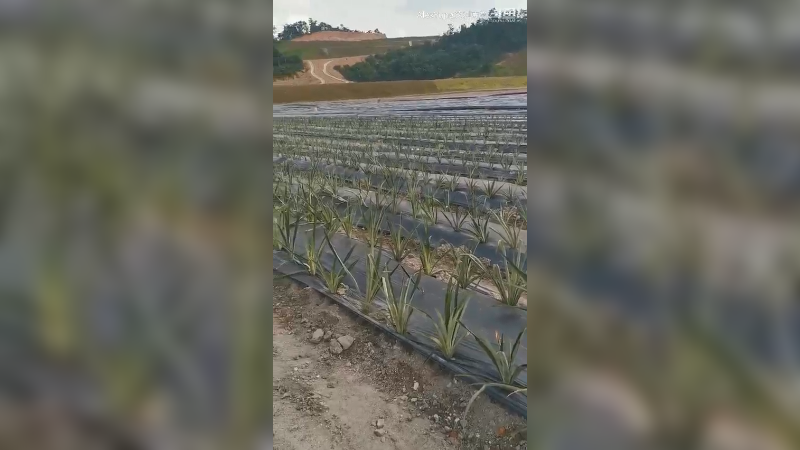 9-1种植完毕