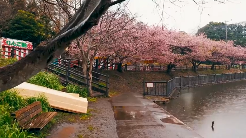解压路 樱花道 美翻了 放松解压 下雨声催M曲 深度睡M大自然治愈 (5)