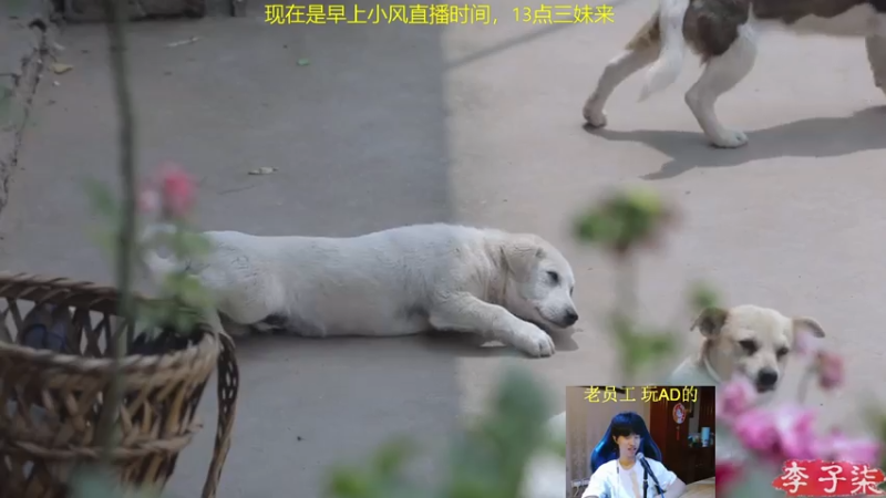 【2021-07-15 11点场】放逐大帝灬：小风：AD专场
