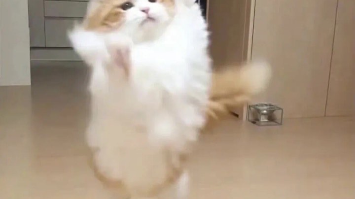 今儿鸡吃爽了