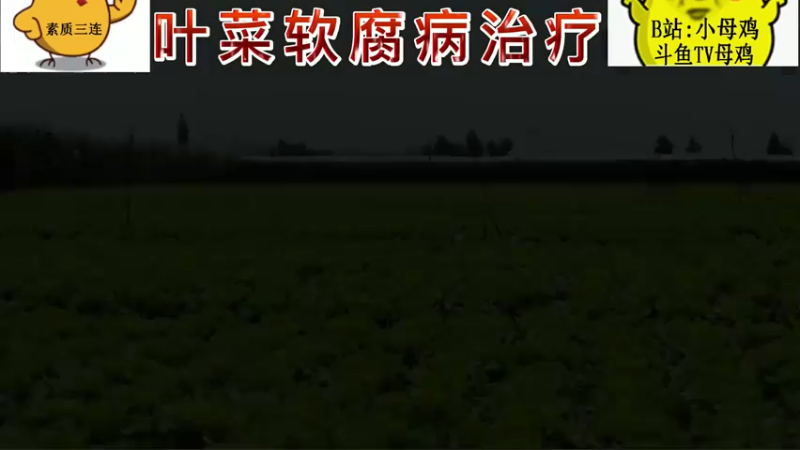 叶菜软腐病治疗