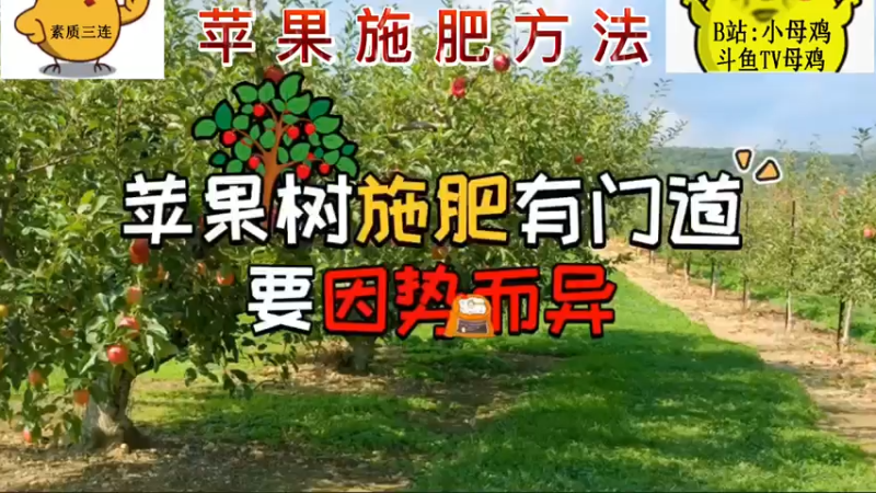苹果施肥方法