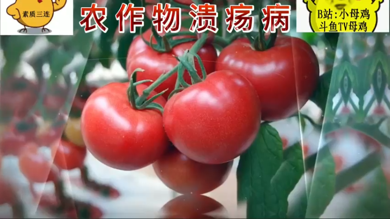 农作物溃疡病