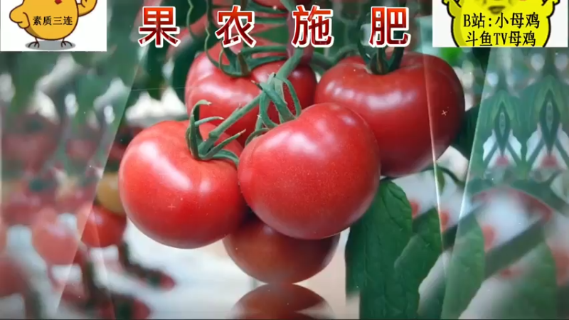 果农施肥