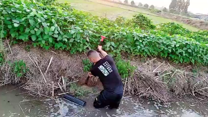 【2021-07-16 18点场】洪湖小肖：花篓子200个（抓鳝）明早7点左右开