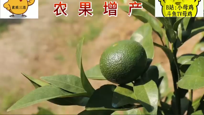 农果增产